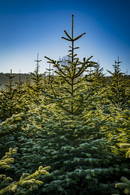 tannenbaum_titel_w450px.jpg tannenbaum_titel_w450px.jpg